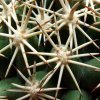 28 _Coryphantha _sulcata _SB486 _02